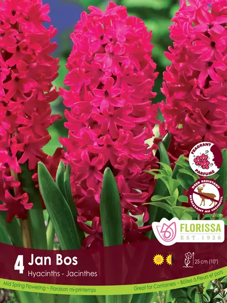 Florissa Hyacinth Jan Bos
