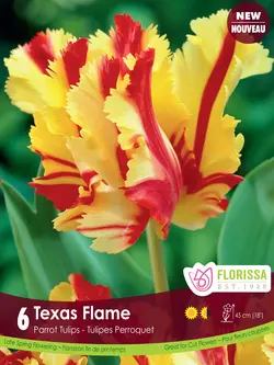 Florissa Tulip Texas Flame