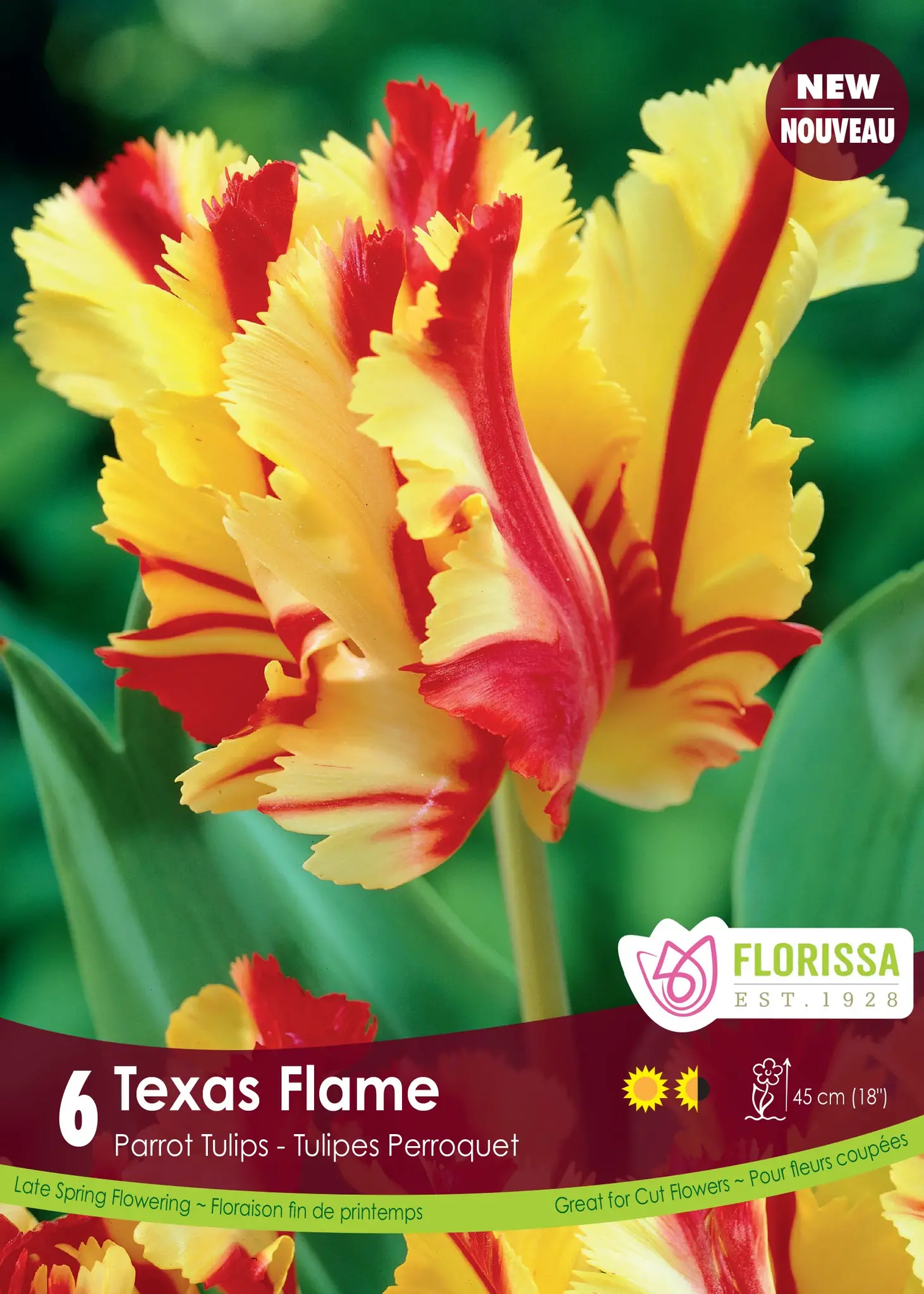 Florissa Tulip Texas Flame