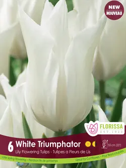 Florissa Tulip White Triumphator