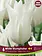 Florissa Tulip White Triumphator