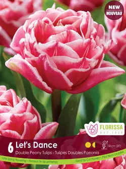 Florissa Tulip Let's Dance