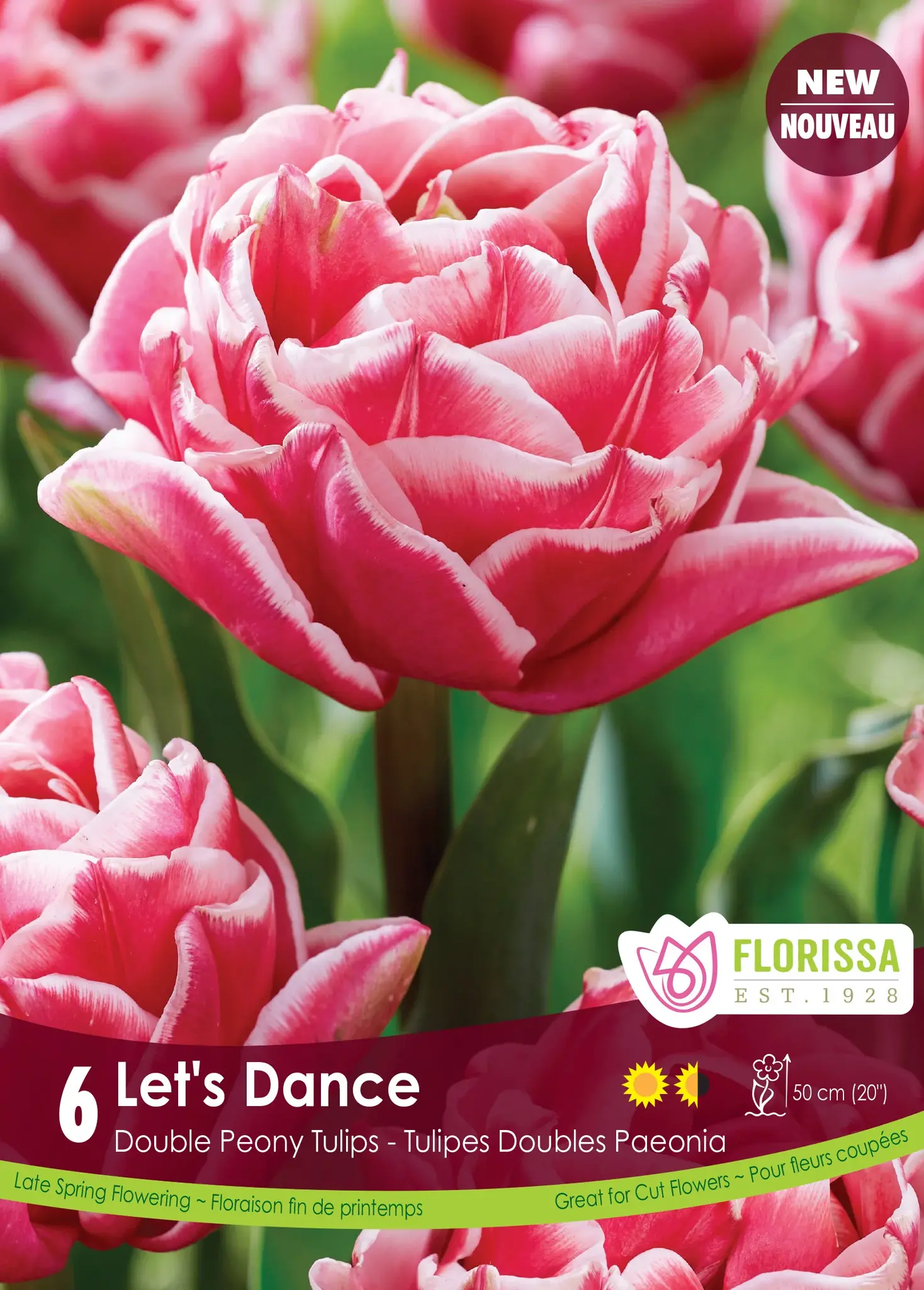 Florissa Tulip Let's Dance
