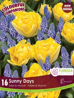 Florissa Tulip and Muscari Sunny Days