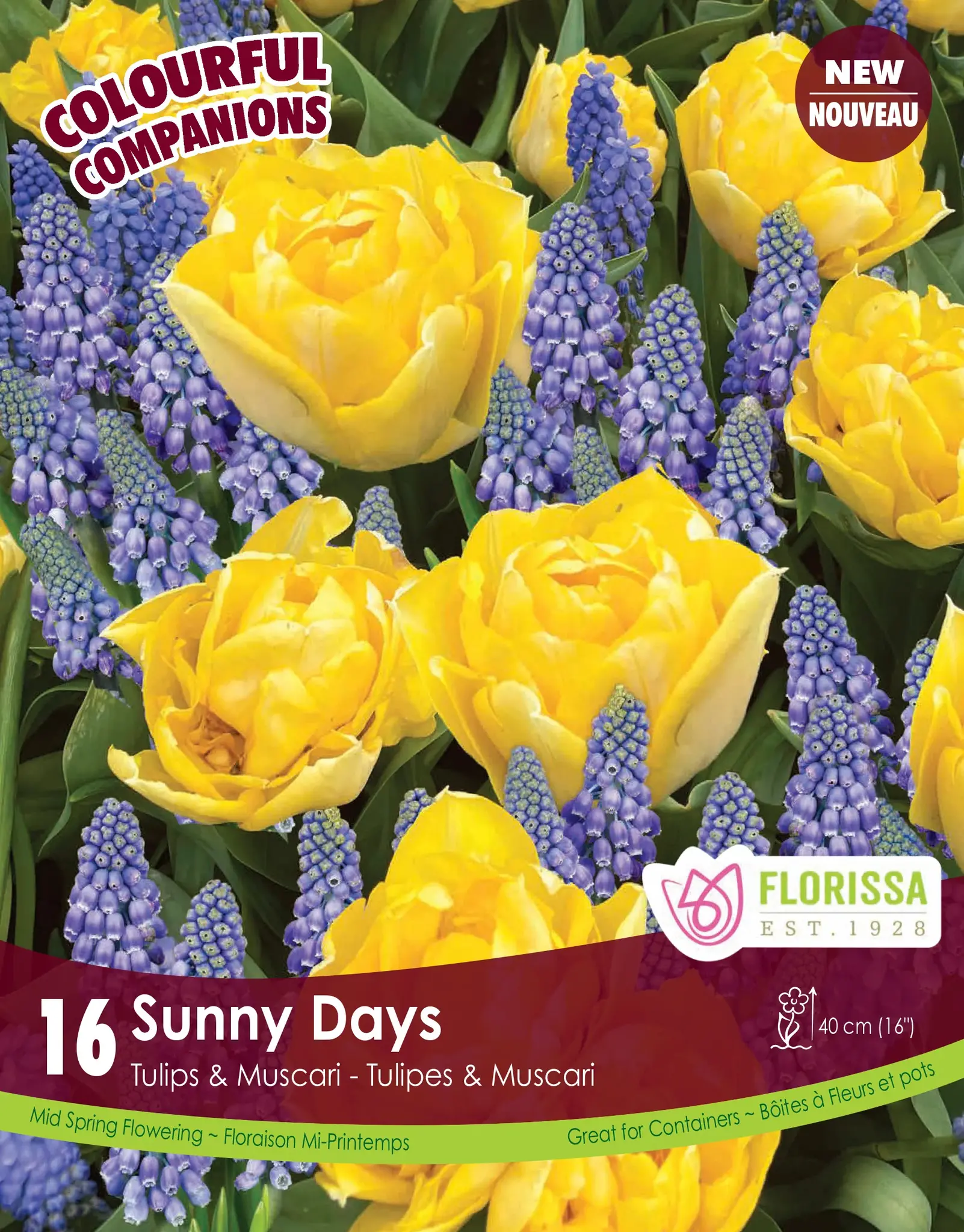 Florissa Tulip and Muscari Sunny Days