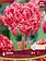 Florissa Tulip Qatar