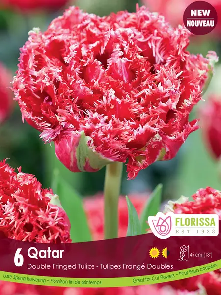 Florissa Tulip Qatar