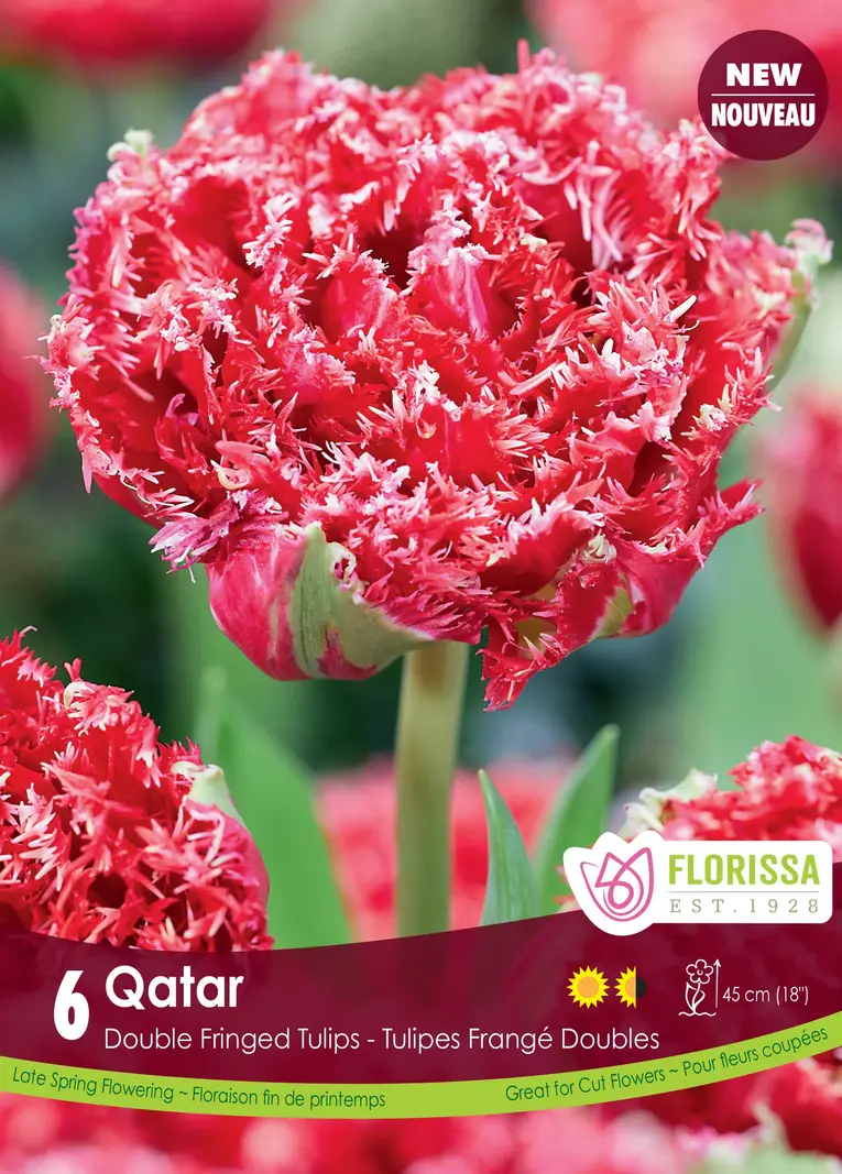 Florissa Tulip Qatar