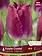 Florissa Tulip Purple Crystal