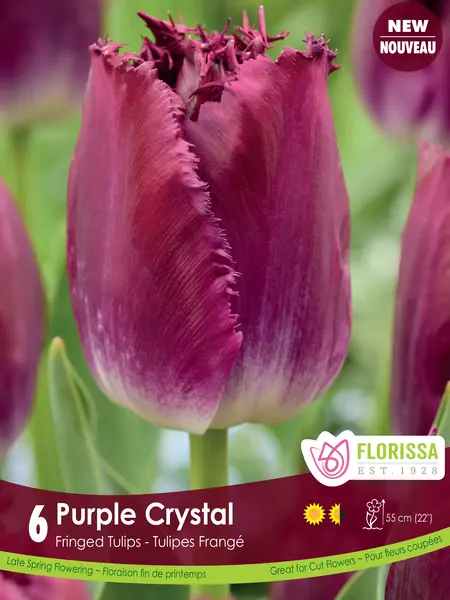 Florissa Tulip Purple Crystal