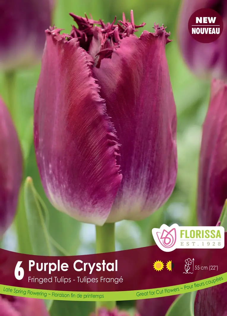 Florissa Tulip Purple Crystal