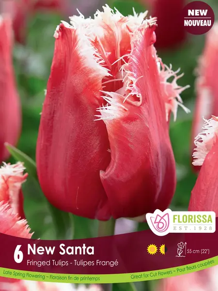 Florissa Tulip New Santa
