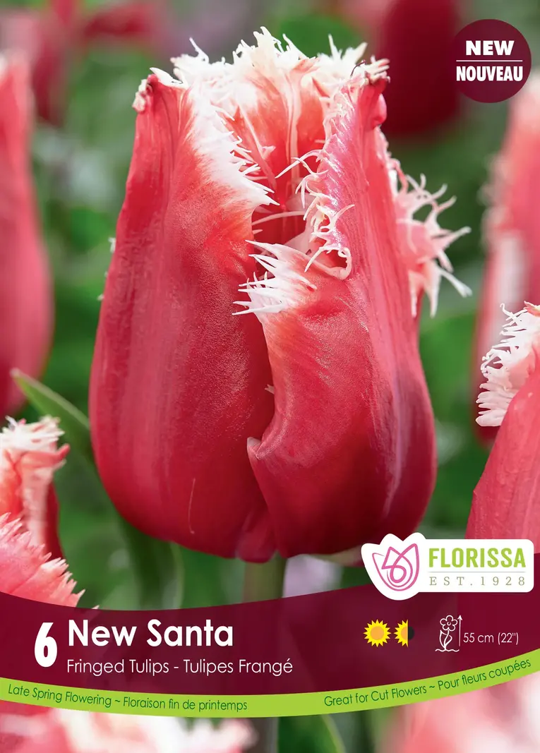 Florissa Tulip New Santa