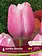 Florissa Tulip Jumbo Beauty