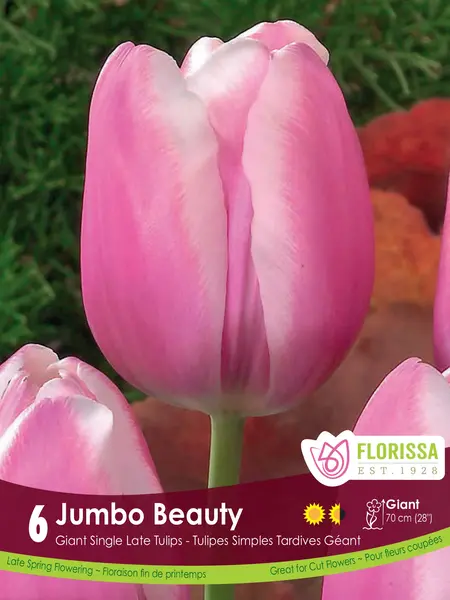 Florissa Tulip Jumbo Beauty