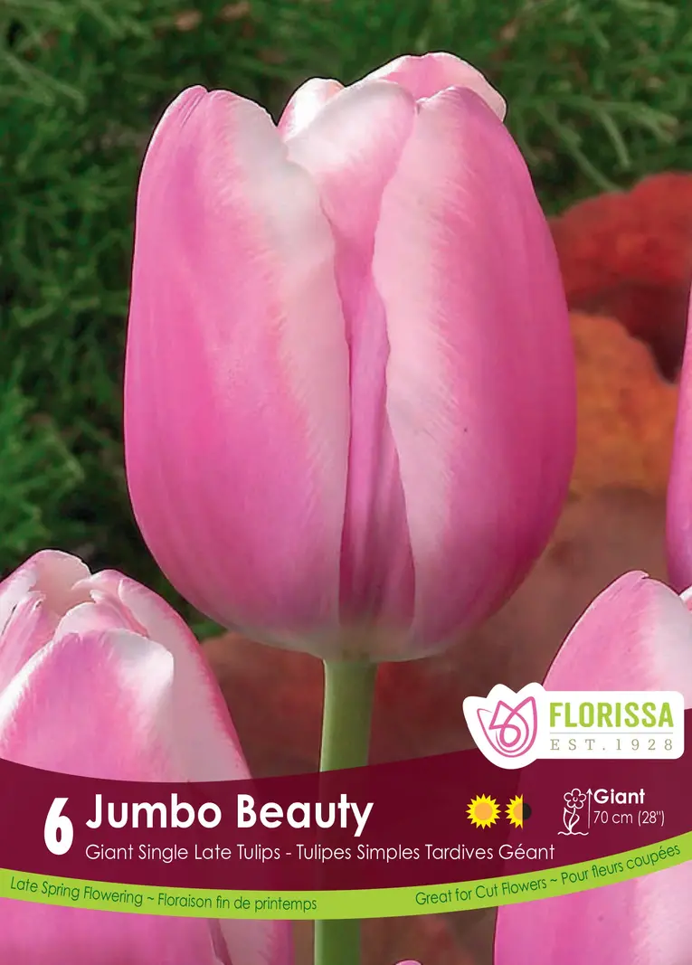 Florissa Tulip Jumbo Beauty