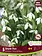 Florissa Galanthus Snow Fox