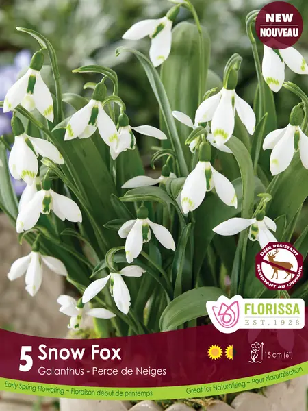 Florissa Galanthus Snow Fox