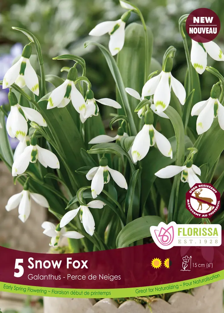 Florissa Galanthus Snow Fox