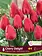 Florissa Tulip Cherry Delight
