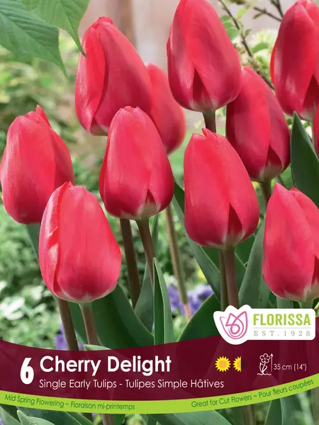 Florissa Tulip Cherry Delight