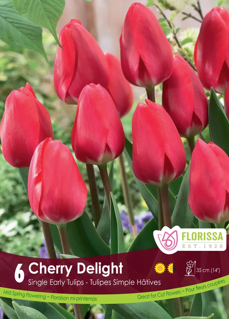 Florissa Tulip Cherry Delight