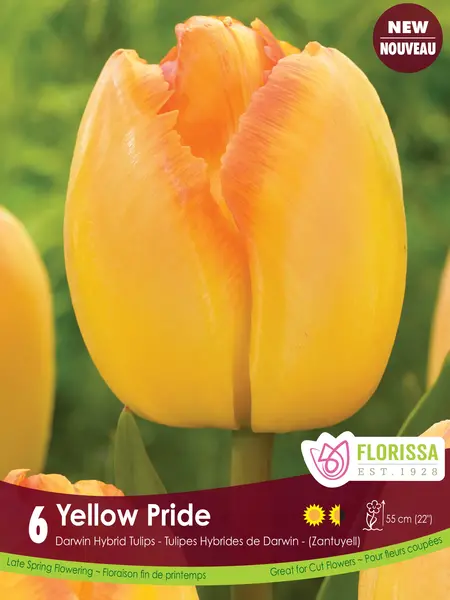 Florissa Tulip Yellow Pride