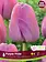Florissa Tulip Purple Pride