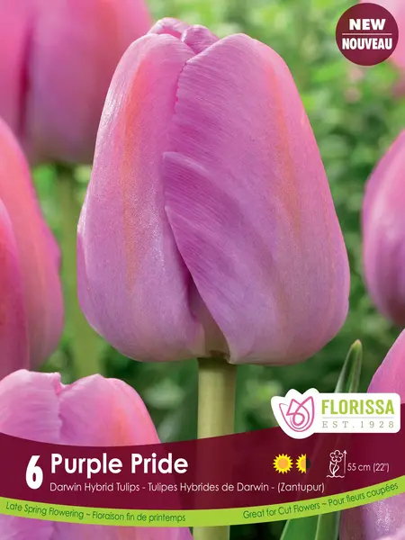 Florissa Tulip Purple Pride