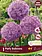 Florissa Allium Party Balloons