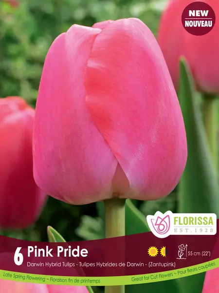 Florissa Tulip Pink Pride