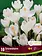 Florissa Crocus Snowstorm