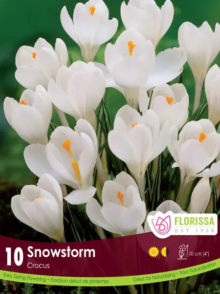 Florissa Crocus Snowstorm