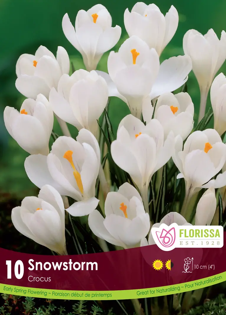 Florissa Crocus Snowstorm
