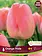 Florissa Tulip Orange Pride