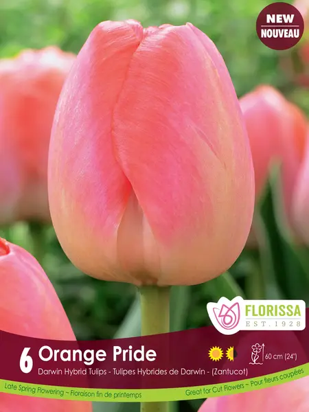 Florissa Tulip Orange Pride