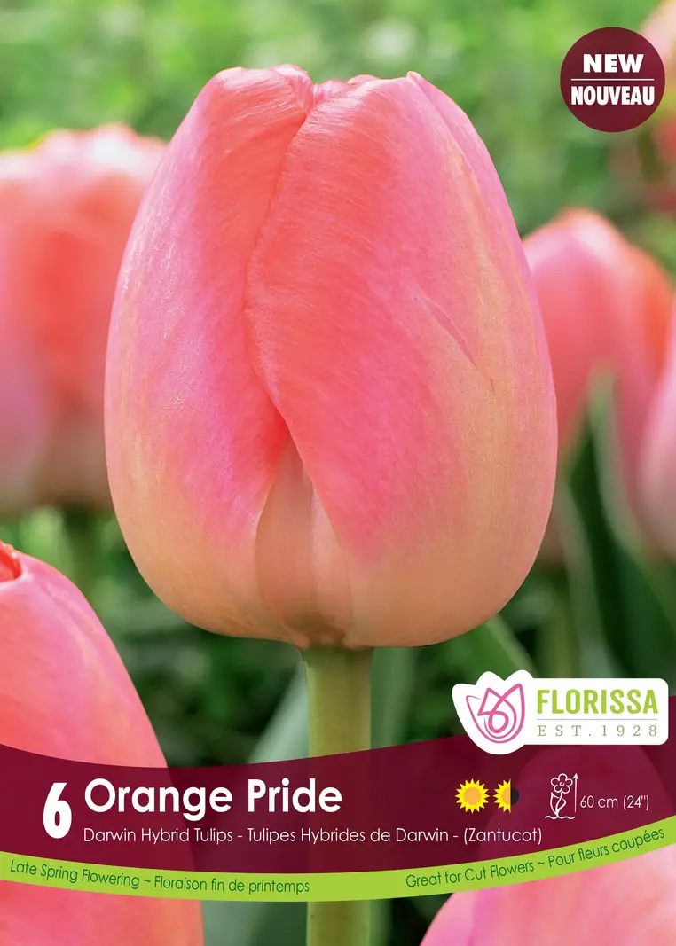 Florissa Tulip Orange Pride