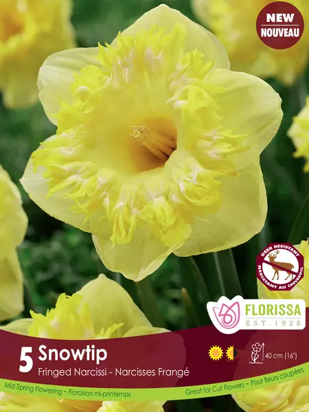 Florissa Narcissus Snowtip