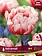 Florissa Tulip Voicemail
