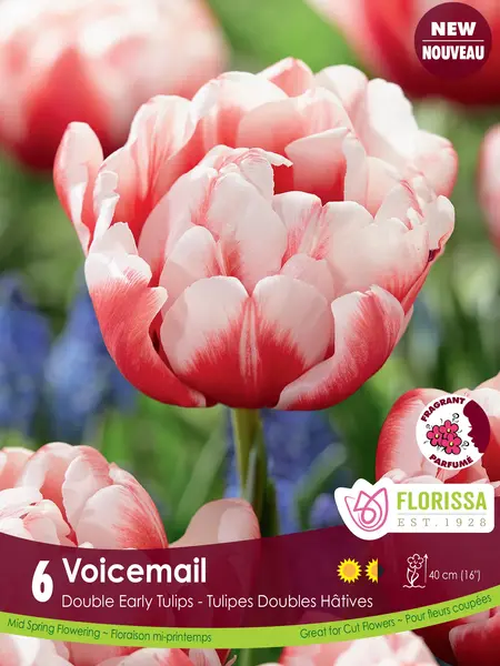 Florissa Tulip Voicemail
