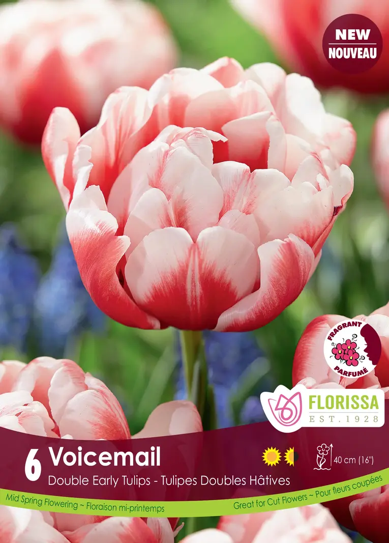Florissa Tulip Voicemail