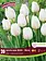Florissa Tulip Landscape White
