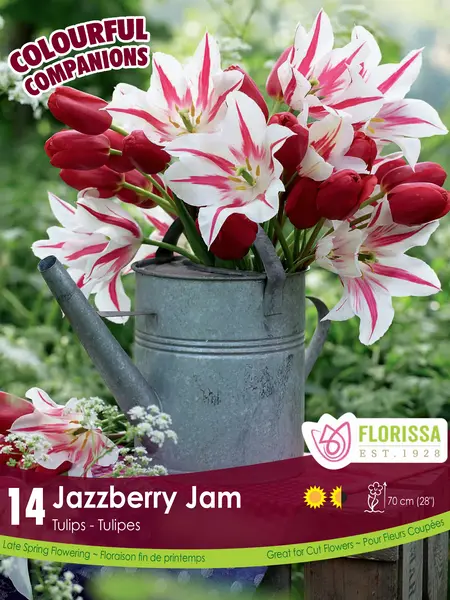 Florissa Tulip Jazzberry Jam
