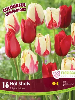 Florissa Tulip Hot Shots