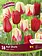 Florissa Tulip Hot Shots