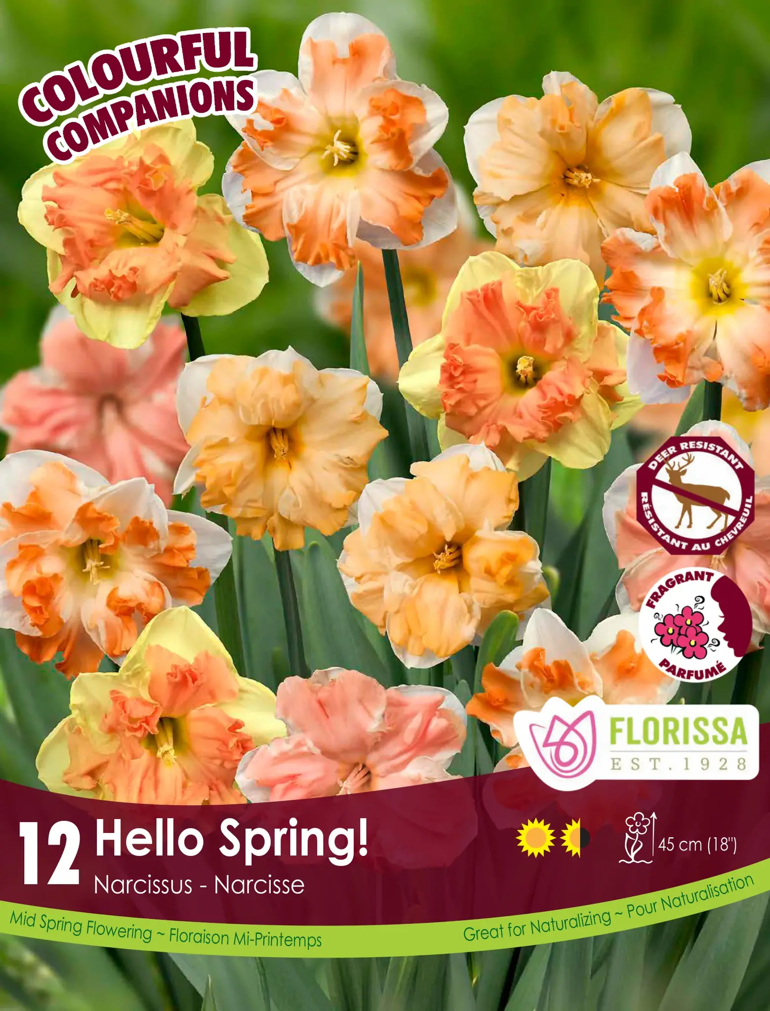 Florissa Narcissus Hello Spring