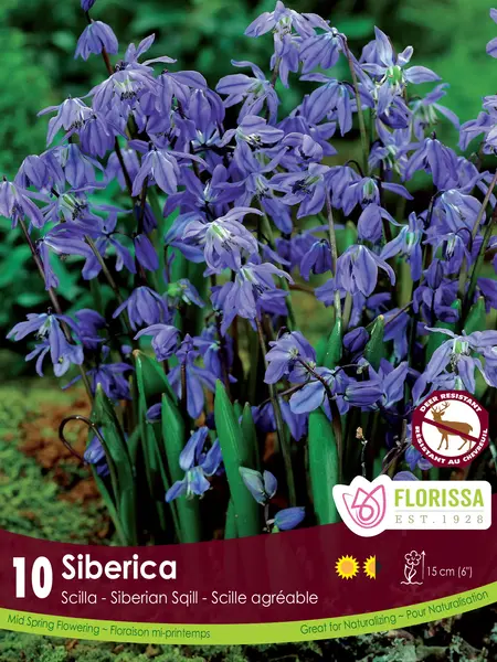 Florissa Scilla Siberica