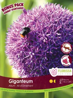 Florissa Allium Giganteum