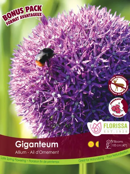 Florissa Allium Giganteum