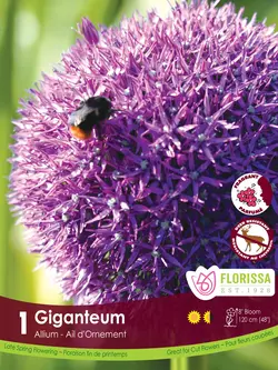 Florissa Allium Giganteum